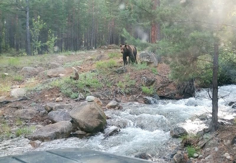 Защита от диких животных: медведей, волков, змей