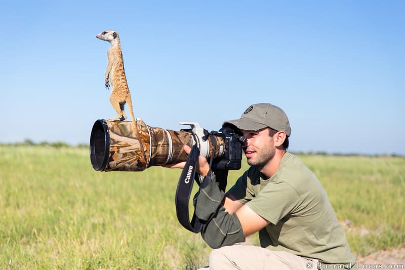 Как наблюдать и фотографировать диких животных, не нарушая их покой